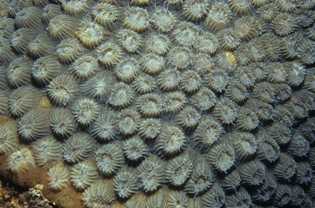 Coral polyps out at night